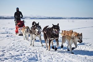 The Marketing Iditarod?