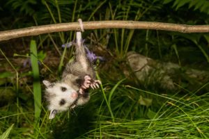 Google’s Possum Update – 2016